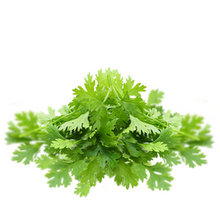 Coriander Herb - Coriandrum sativum L