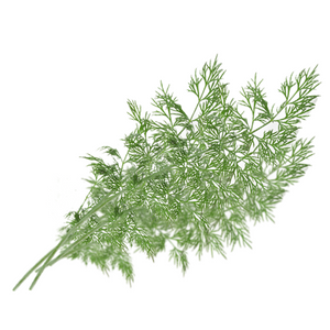 Dill Weed - Anethum graveolens