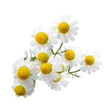 German Chamomile - Matricaria chamomilla