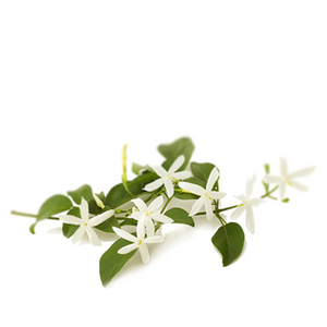 Jasmine Absolute - Jasminum grandiflorum