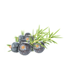 Juniper Berry - Juniperus communis