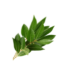 Laurel Leaf - Laurus nobilis