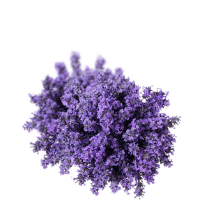 Lavender Hydrosol - Lavandula angustifolia