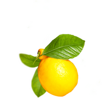 Lemon - Citrus x limon