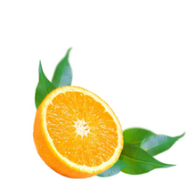 Orange - Citrus x sinensis