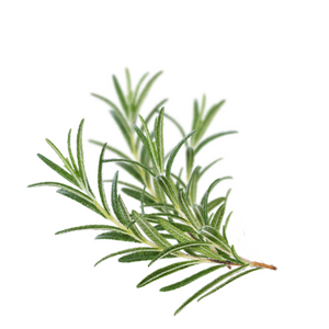 Rosemary - Rosmarinus officinalis