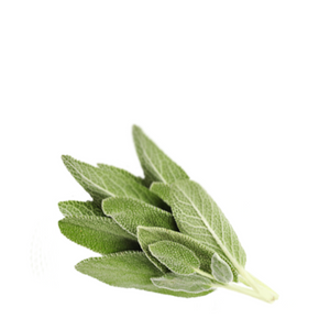 Sage Hydrosol - Salvia officinalis