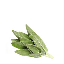 Sage - Salvia officinalis