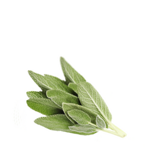 Sage - Salvia officinalis
