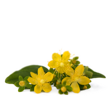 St John’s Wort - Hypericum perforatum