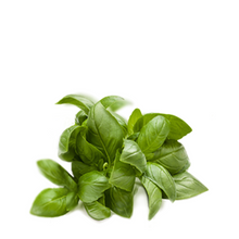 Sweet Basil - Ocimum basilicum