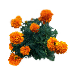 Tagetes - Tagetes minuta