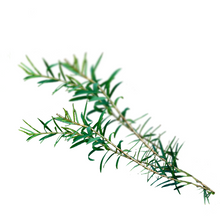 Tea Tree - Melaleuca alternifolia