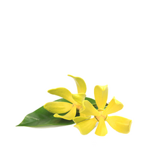 YLANG YLANG - CANANGA ODORATA