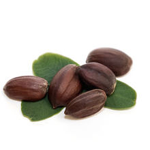 Jojoba Oil - Simmondsia chinensis